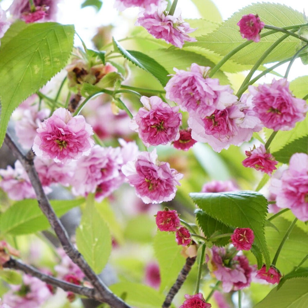 000000049927-06.jpg?size=l&w=