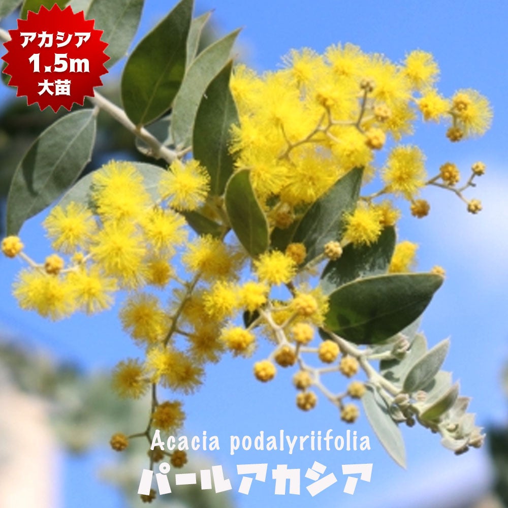 アカシア パールアカシア 苗 おすすめ 苗木部 By 花ひろばオンライン