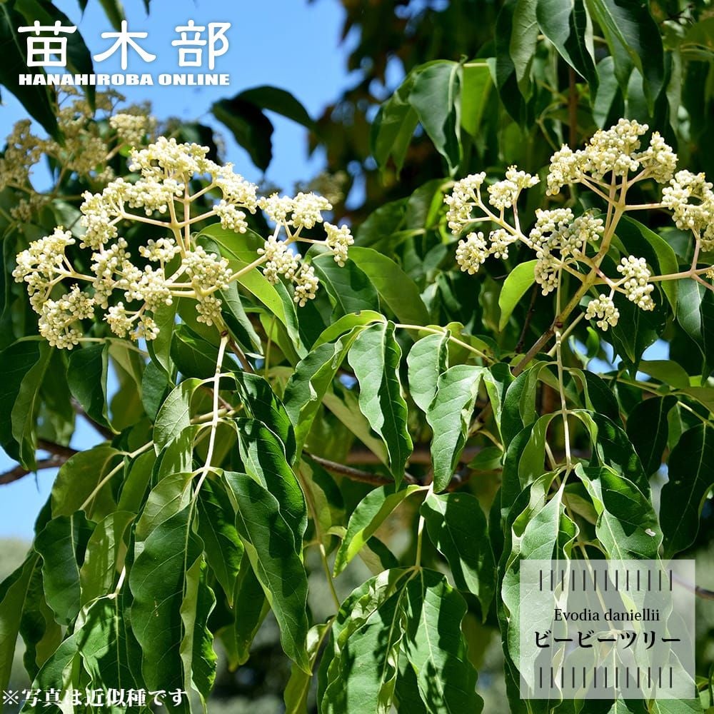 エゾノウワミズザクラ サトザクラ系 ロゼア 苗 販売 苗木部 By 花