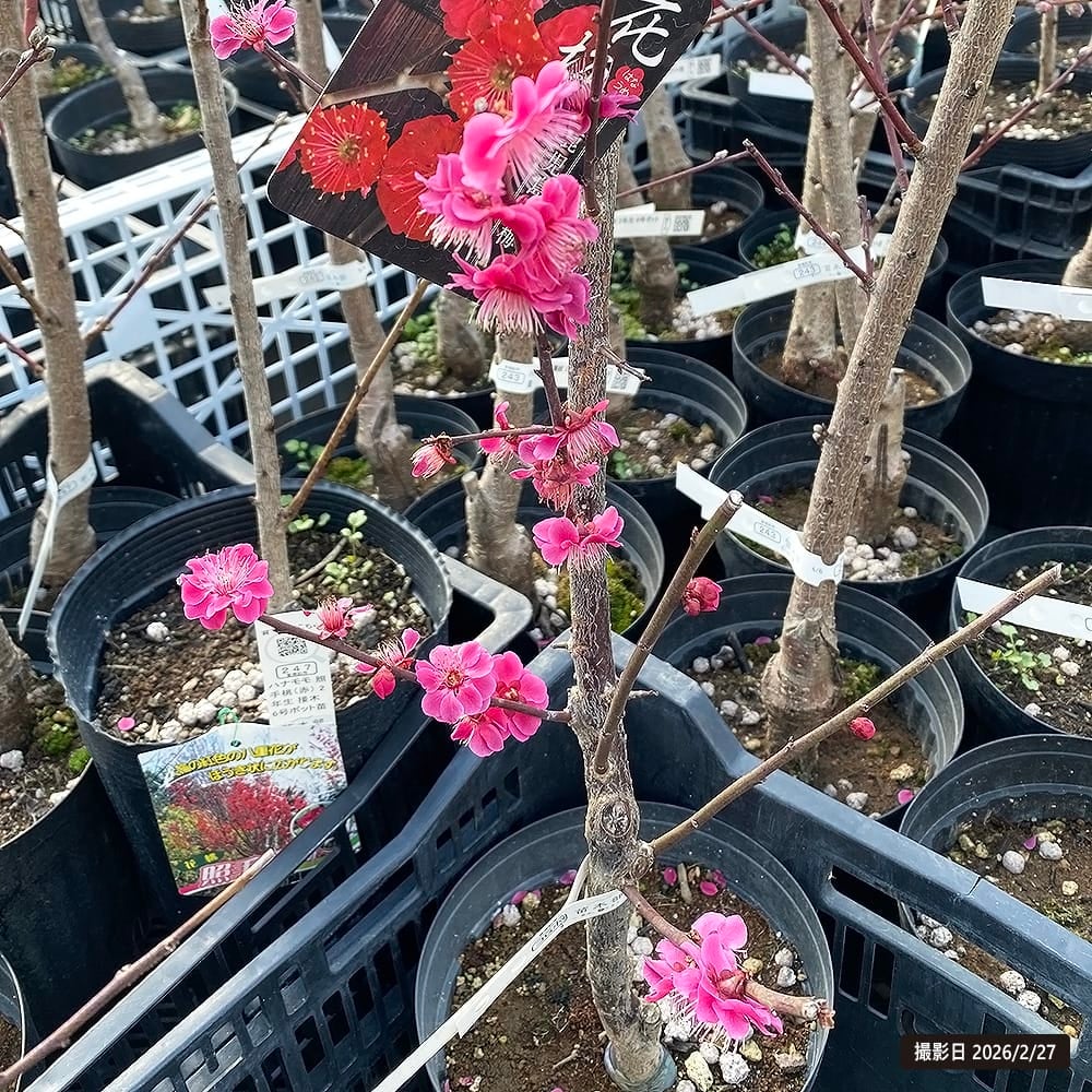 000000003227-05.jpg?size=l&w=