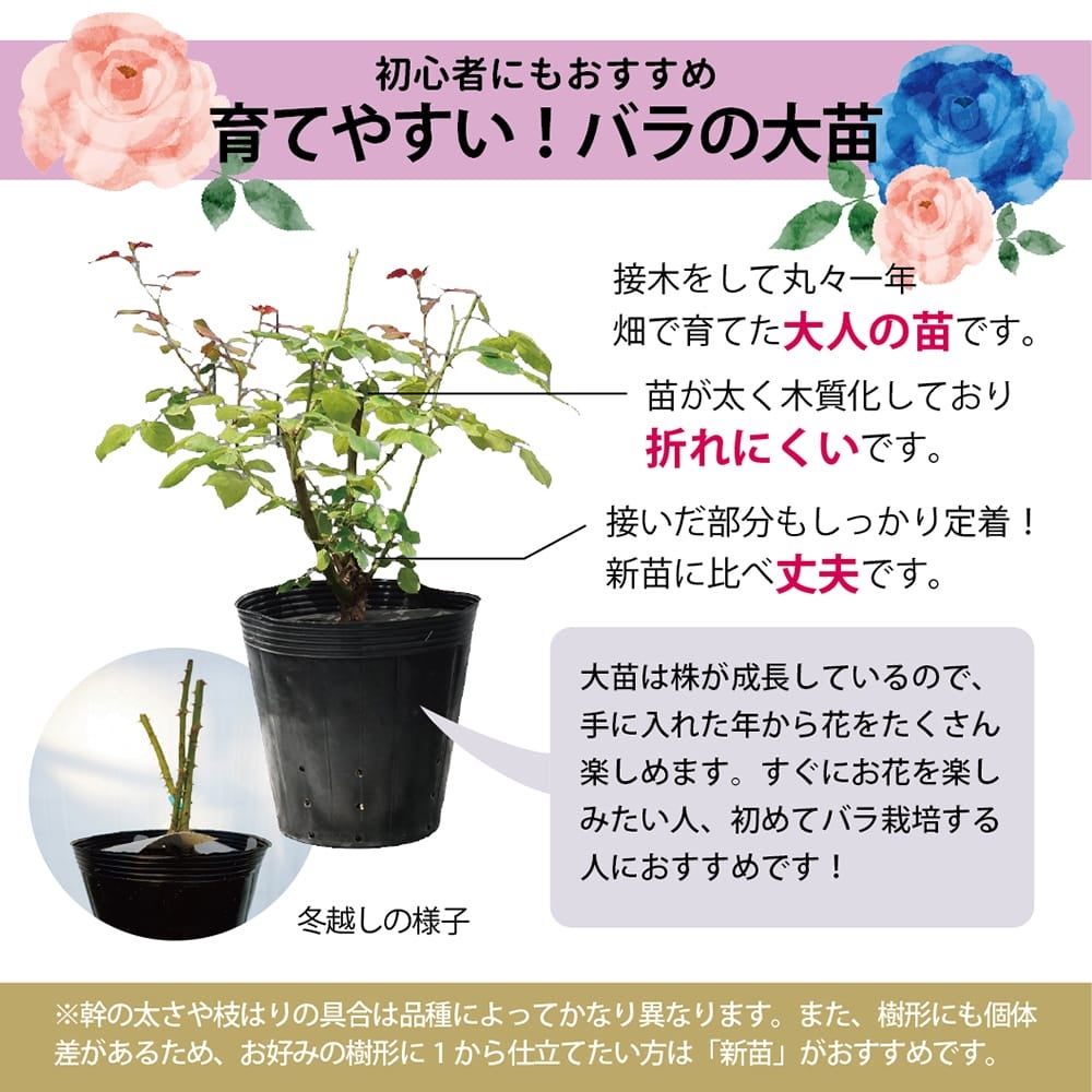 000000005963-02.jpg?size=l&w=