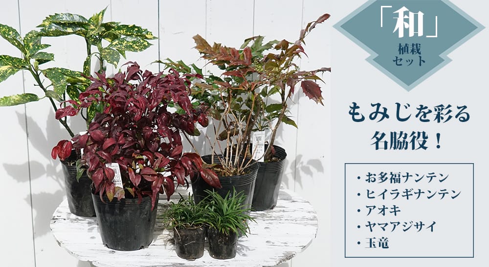 逸品。山採りイロハモミジ3.0M(鉢底から)※エリア限定自社配送又はお