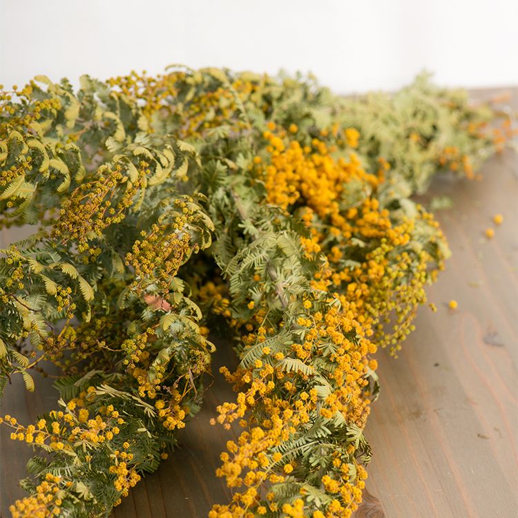 ミモザとアカシアの違い｜その背景を解き、知識を深める