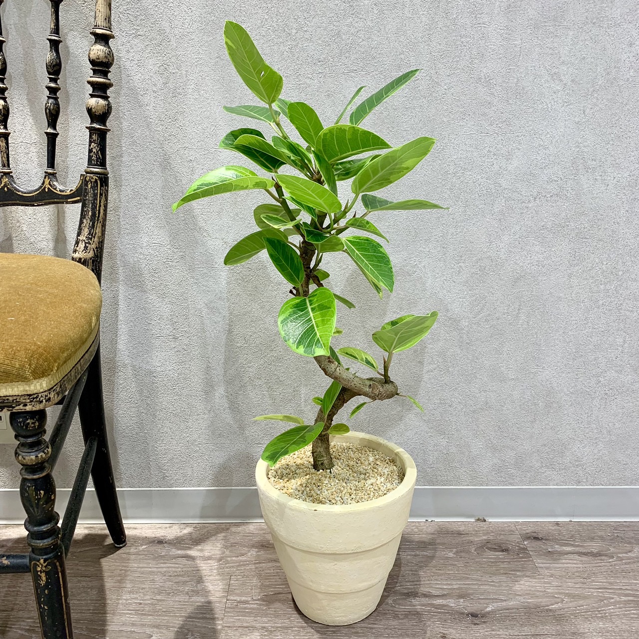 フィカス・アルテシマの基本的な育て方！お手入れ・増やし方もご紹介