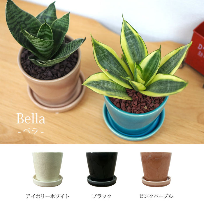 ミニサンスベリア カラーポットアレンジ – 鉢人