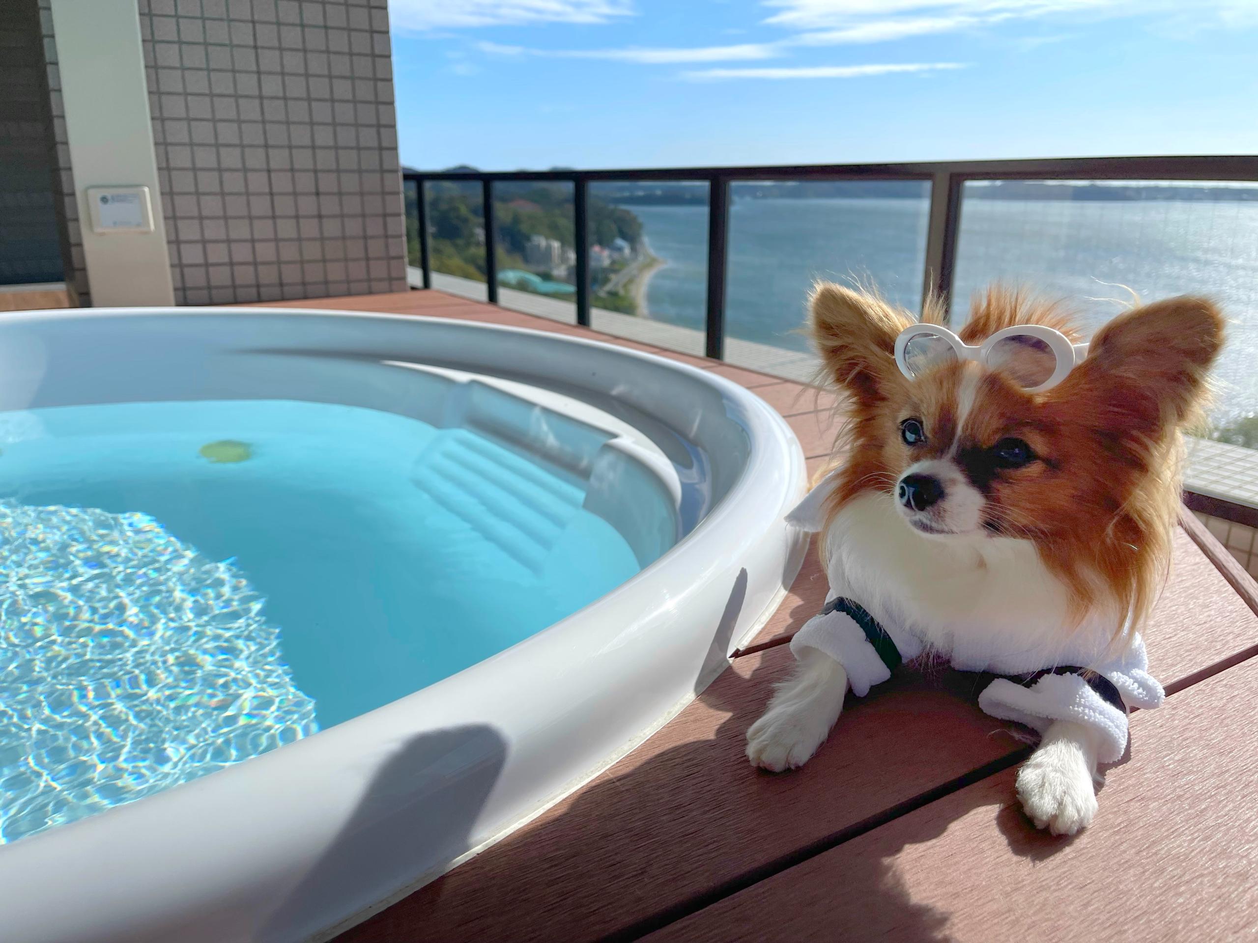 ザ・シーン浜名湖宿泊記（THE SCENE hamanako）愛犬と最高級リゾートを