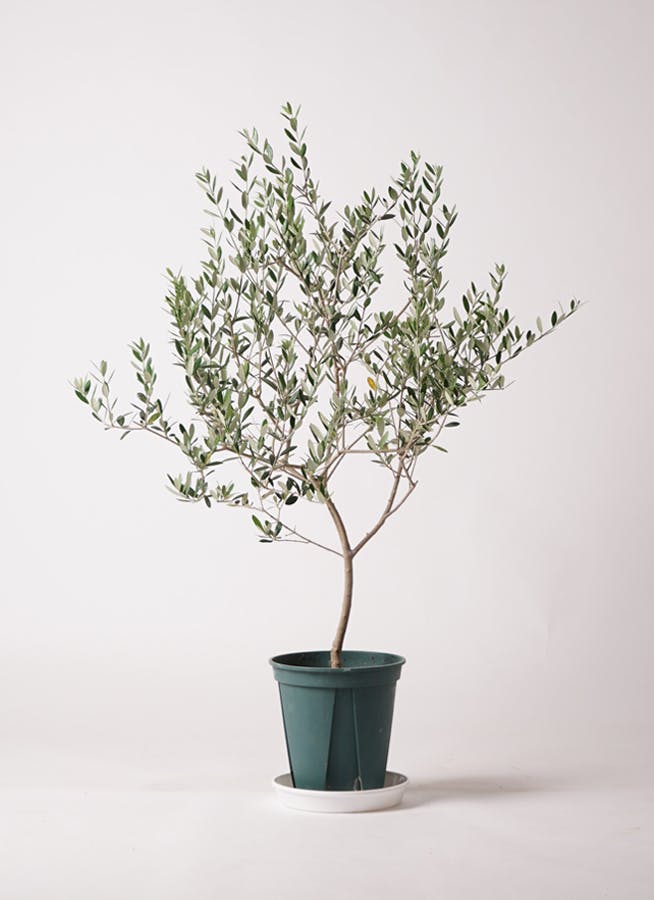 観葉植物 オリーブの木 8号 マンザニロ プラスチック鉢 / 小倉園