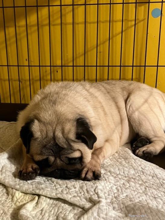 犬の里親募集】奈良県・パグ・超甘えた陽気なパグちゃん（ID:2311