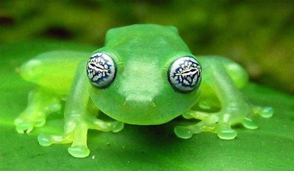 ブ*イ様 バカラ クリスタル カエル 透明緑色 ブ*イ様 バカラ