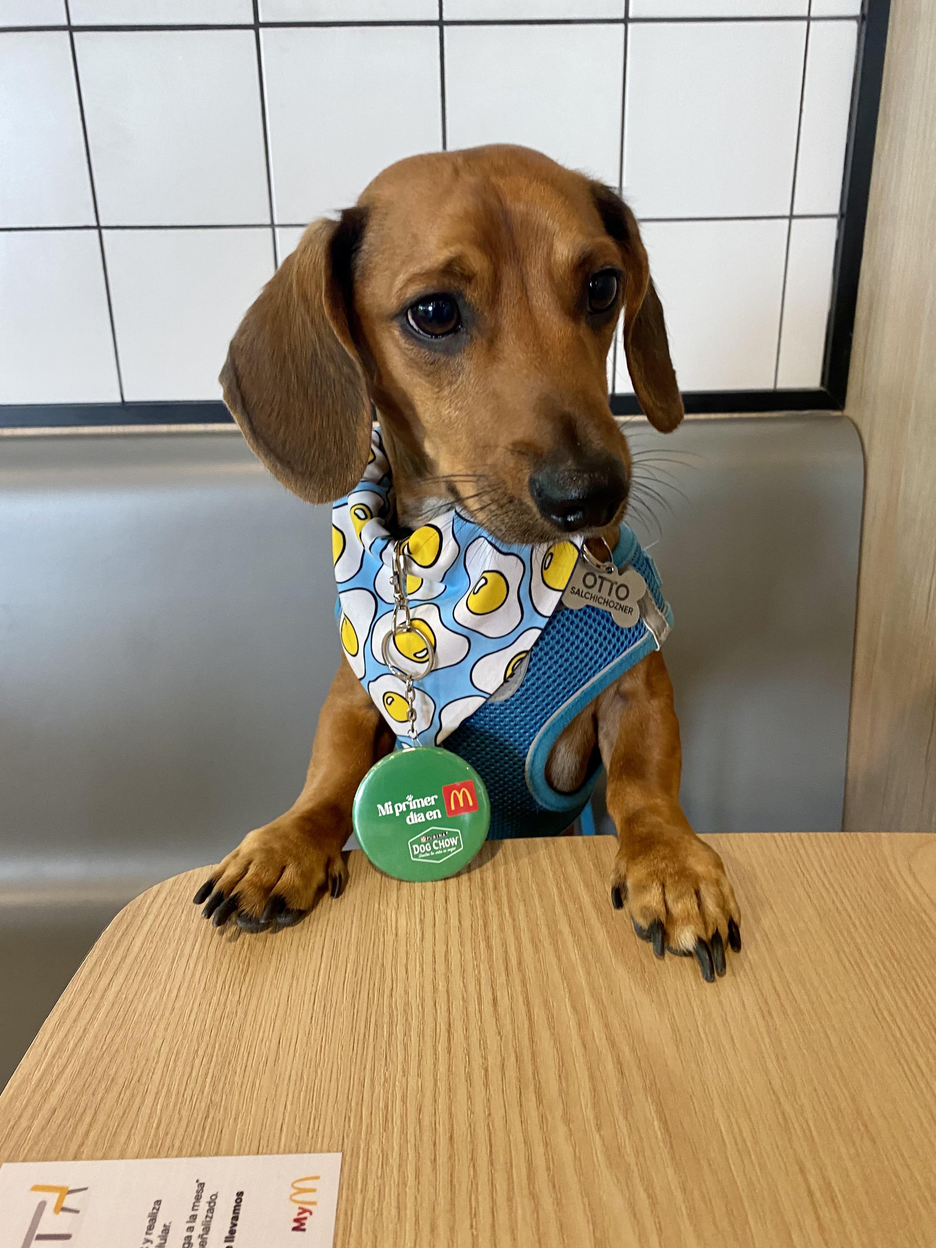 My dachshund named Otto 💖 : r/Dachshund