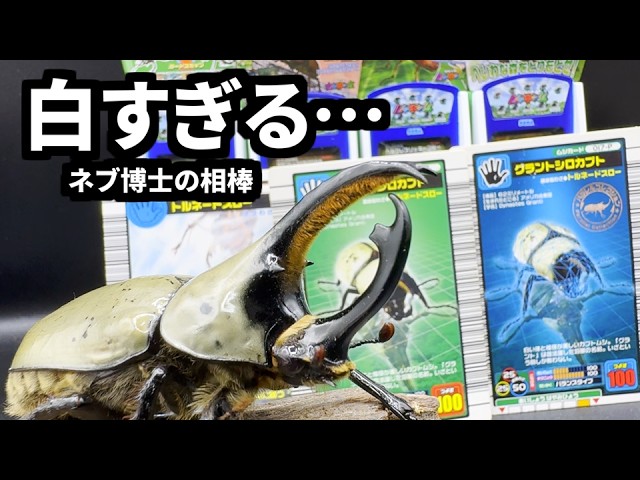 Part 3] Mushiking card and the real thing lined up | Grant