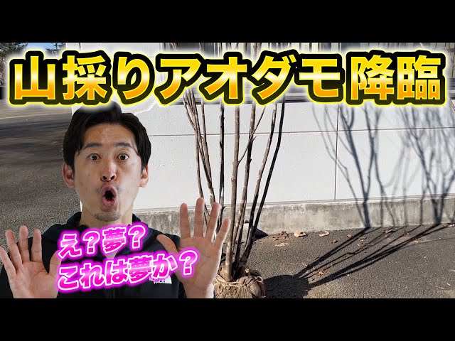 山採りアオダモ株立ち入荷】世の中から消えた？と思っていた幻の