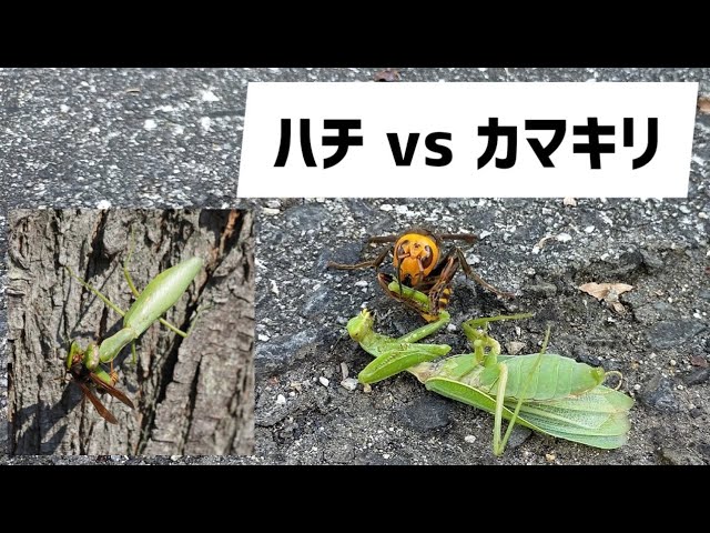 ハチ VS カマキリ！！ - YouTube
