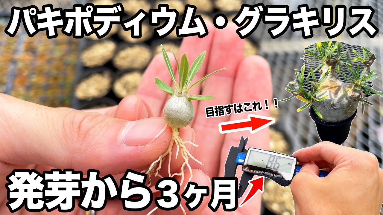 成長が止まっている株ありませんか、今を逃すと今年は鉢替え出来ません