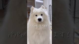 大好きなパパの帰宅を知らせた時の大型犬の反応が可愛い #サモエド