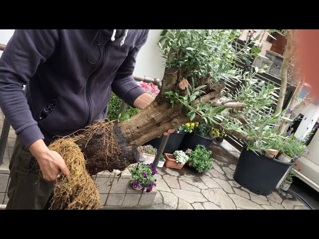 超」太木挿しオリーブ：発根成功の鉢上げ②R5 検 塊根植物
