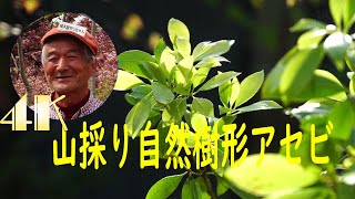 山採り自然樹形 爽やか新芽のアセビ - YouTube