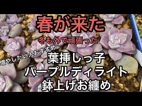 多肉植物]増やしたい人おすすめ^_^葉挿しっ子パープルディライト鉢上げ