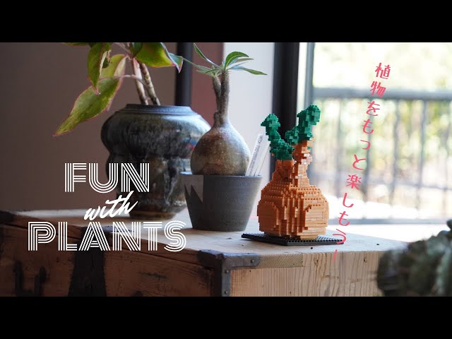 植物をもっと自由に楽しもう】塊根植物・観葉植物・グラキリスの