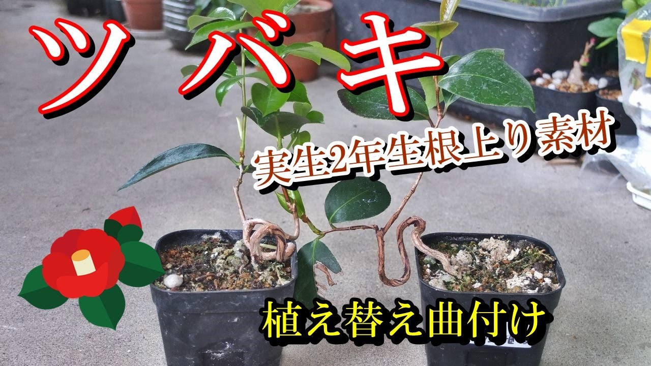 yamasibon＃58 BONSAI/盆栽日記「山採り素材のヤブツバキを針金を使っ