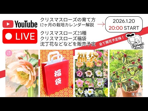 1/20日20時〜！【開花予定株】クリスマスローズ福袋＆沈丁花！【解説