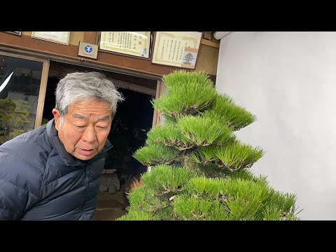 大品黒松、未来への一歩 black pine change for the future - YouTube