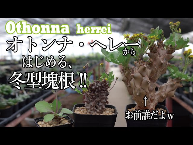 Winter season is here! Introducing Othonna herrei, an easy winter