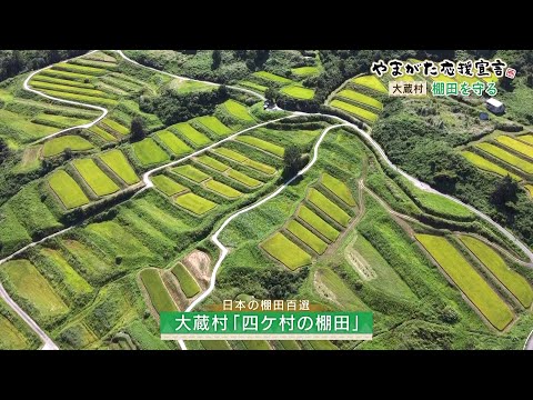 棚田カード 全15種セット 山形県◇やまがたの棚田 旧カード 四ヶ村 大