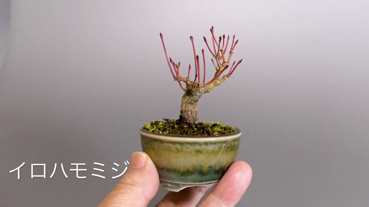 イロハモミジ豆盆栽-E1（いろは紅葉盆栽）Acer palmatum bonsai - YouTube