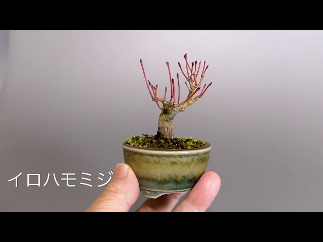 イロハモミジ豆盆栽-E1（いろは紅葉盆栽）Acer palmatum bonsai - YouTube