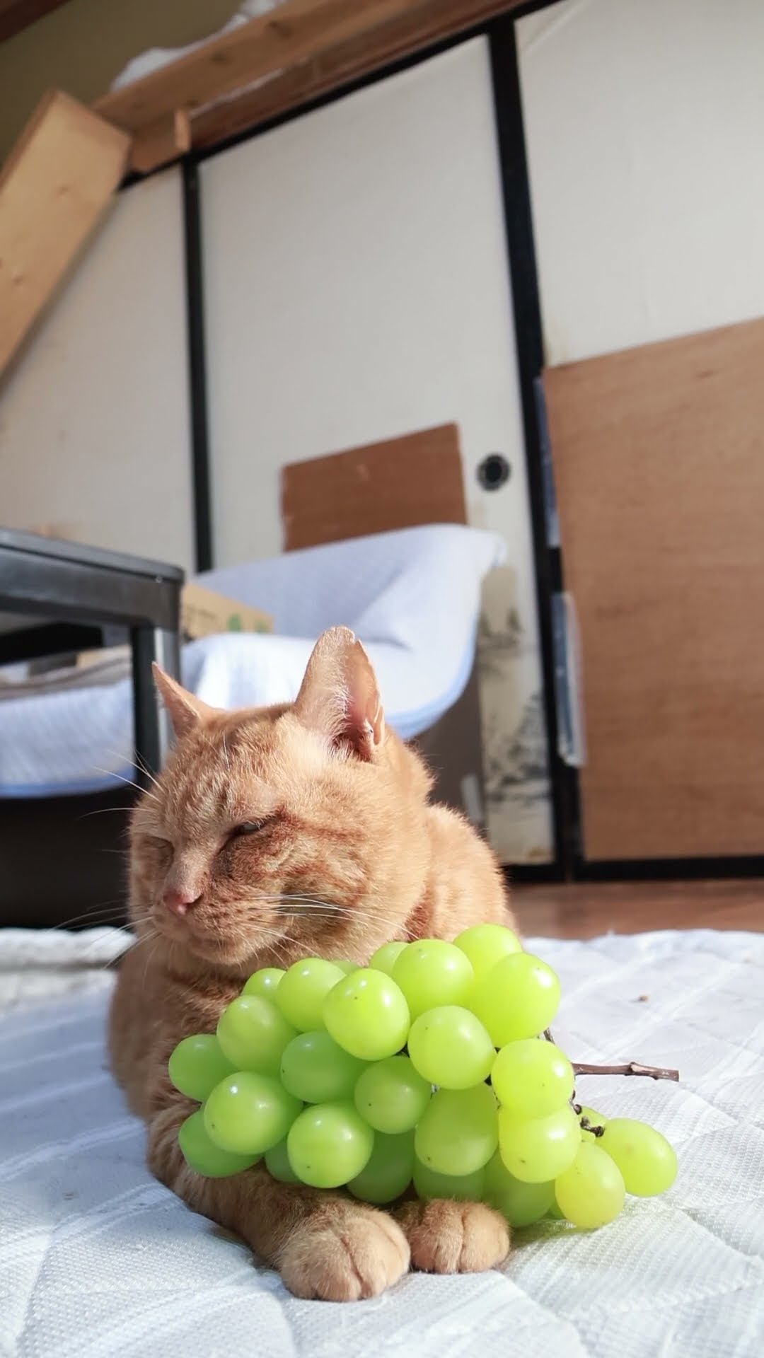 シャインマスカット 251017 #のせ猫 #シャインマスカット #cat #cute