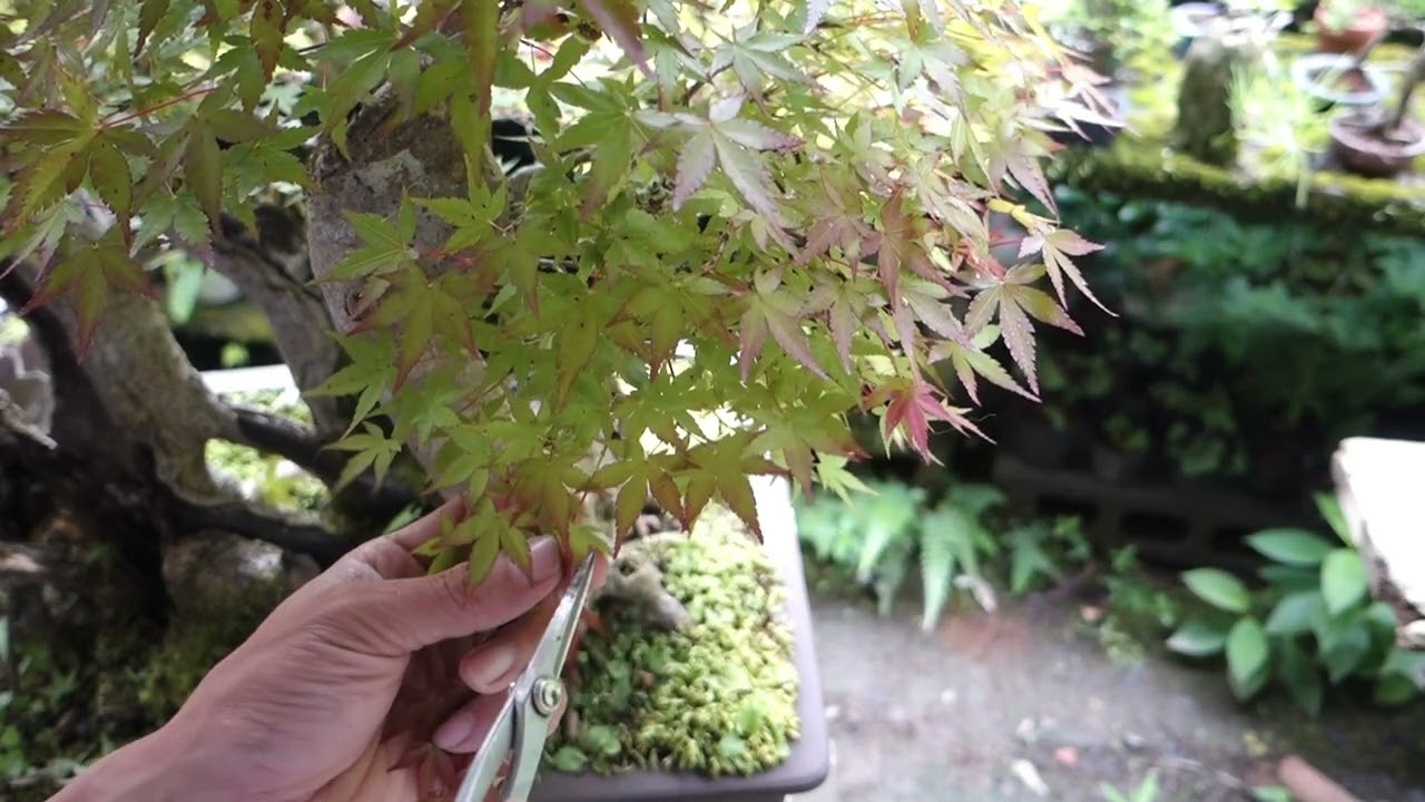 イロハモミジ（山採り約15年）片葉刈り ♯428 - YouTube