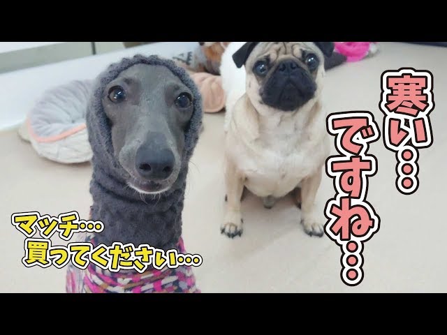 マッチ売りのイタグレ 🐶ひみつきちなう！🐶 (パグ チワワ トイ