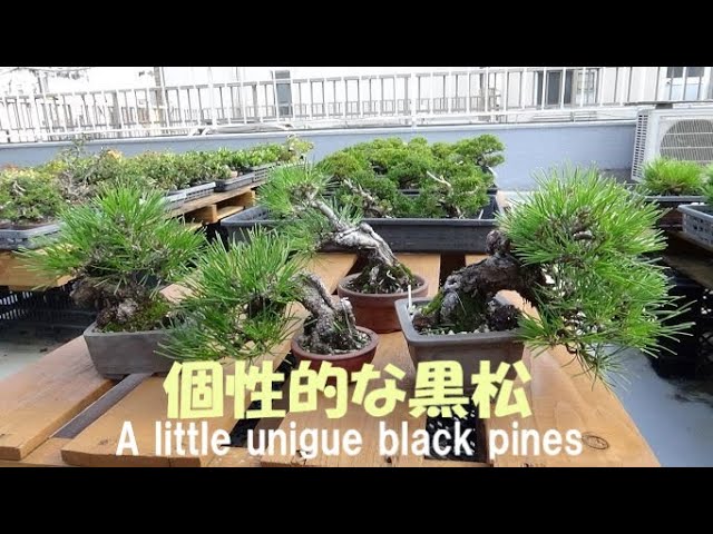 Bonsai Workshop Haruka #201 [Black Pine Leaf Openwork] Creating a