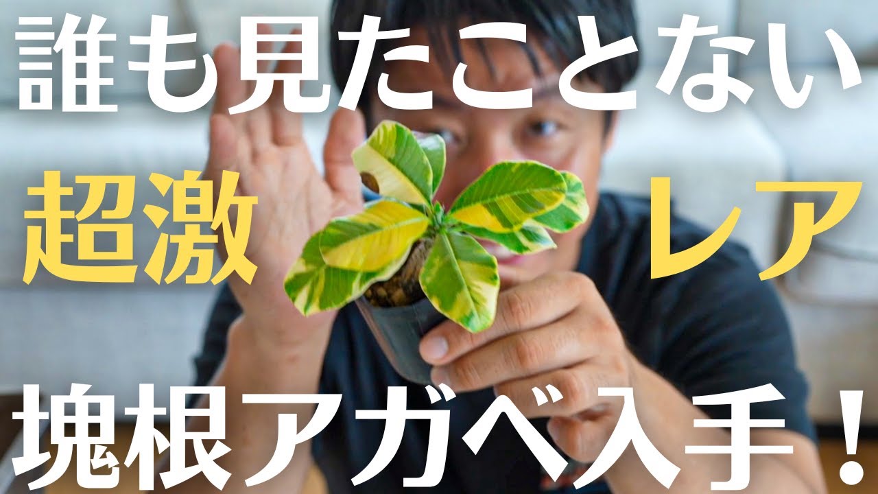 園芸人生初の超珍しい塊根＆アガベを入手！】価格は〇〇〇万円越え