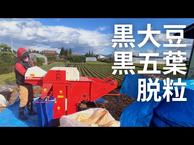 黒大豆専用の脱粒機】黒五葉(くろごよう)の脱粒はヤンマー ビーンス