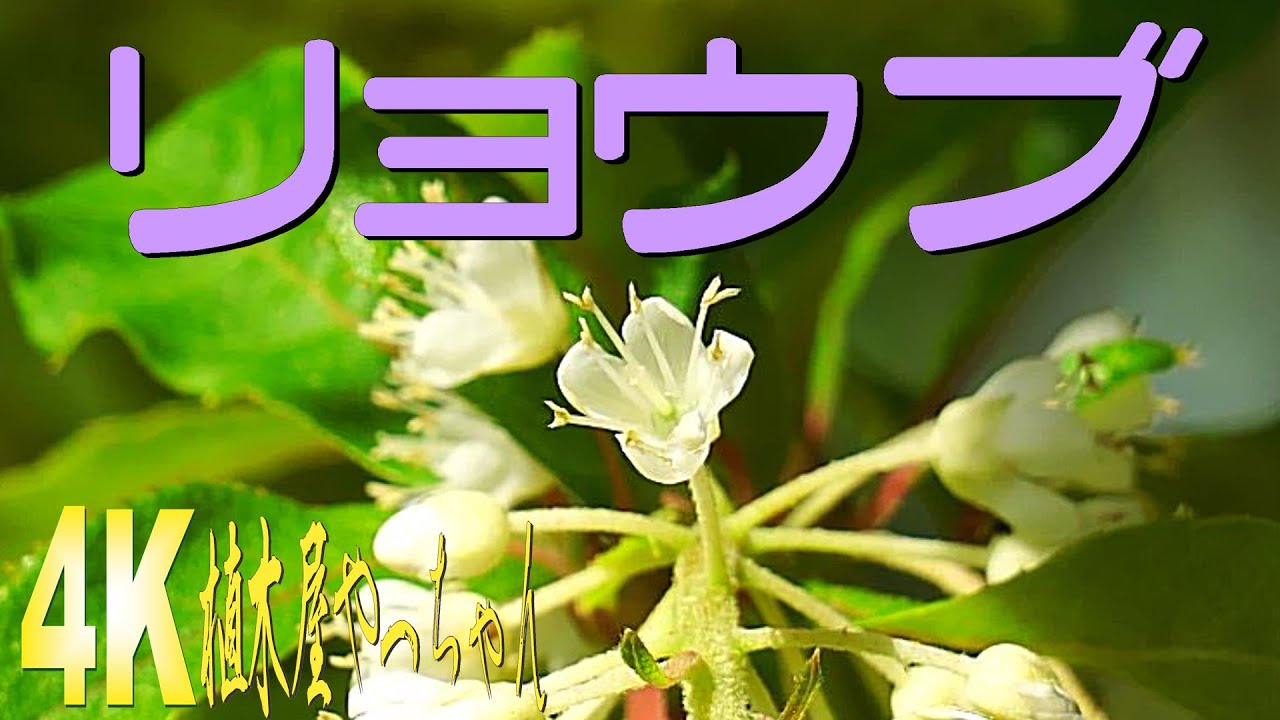 山採り自然樹形 リョウブ 花 2023 - YouTube