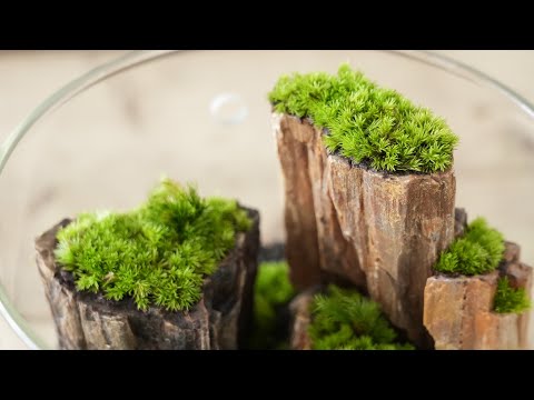 How to create a canyon landscape in a terrarium #134 - YouTube