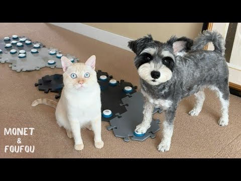 Brave A dog trying his best to communicate with a limited