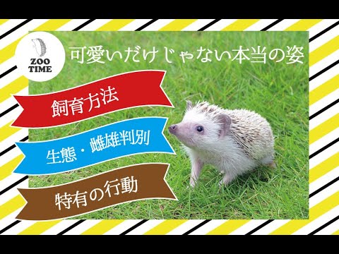 ☆【The Real Hedgehog】Their Unique Behaviors Are Amazing