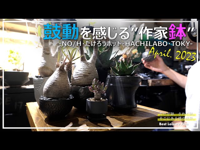 作家鉢】株の魅力を最高に。愛用の作家鉢ご紹介｜芽の巣山｜グラキリス
