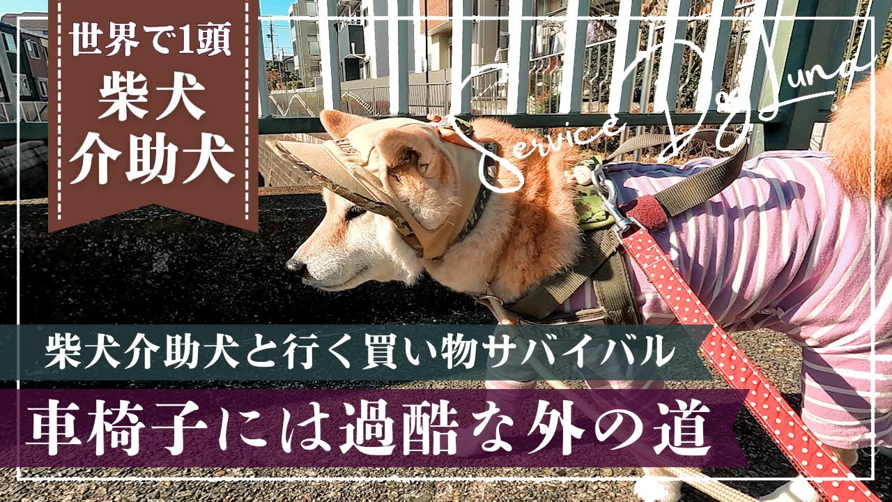 The only one in the world] A wheelchair-bound woman and her Shiba