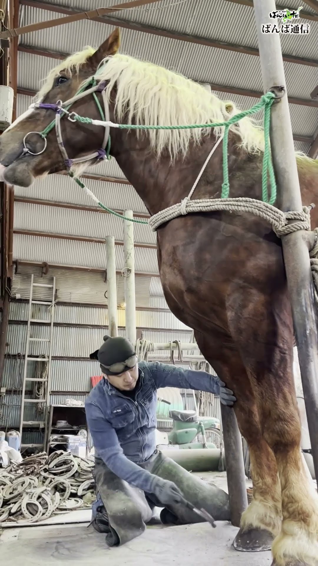 ばん馬の装蹄師 #ばんえい競馬 #装蹄師 #蹄鉄 - YouTube