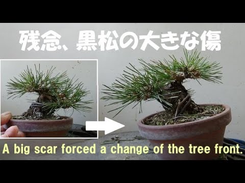 盆栽工房 春嘉 #324 【黒松の葉透かし・改作】大きな傷を隠すための