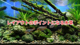 We will introduce you to the aquatic plants that will be the key