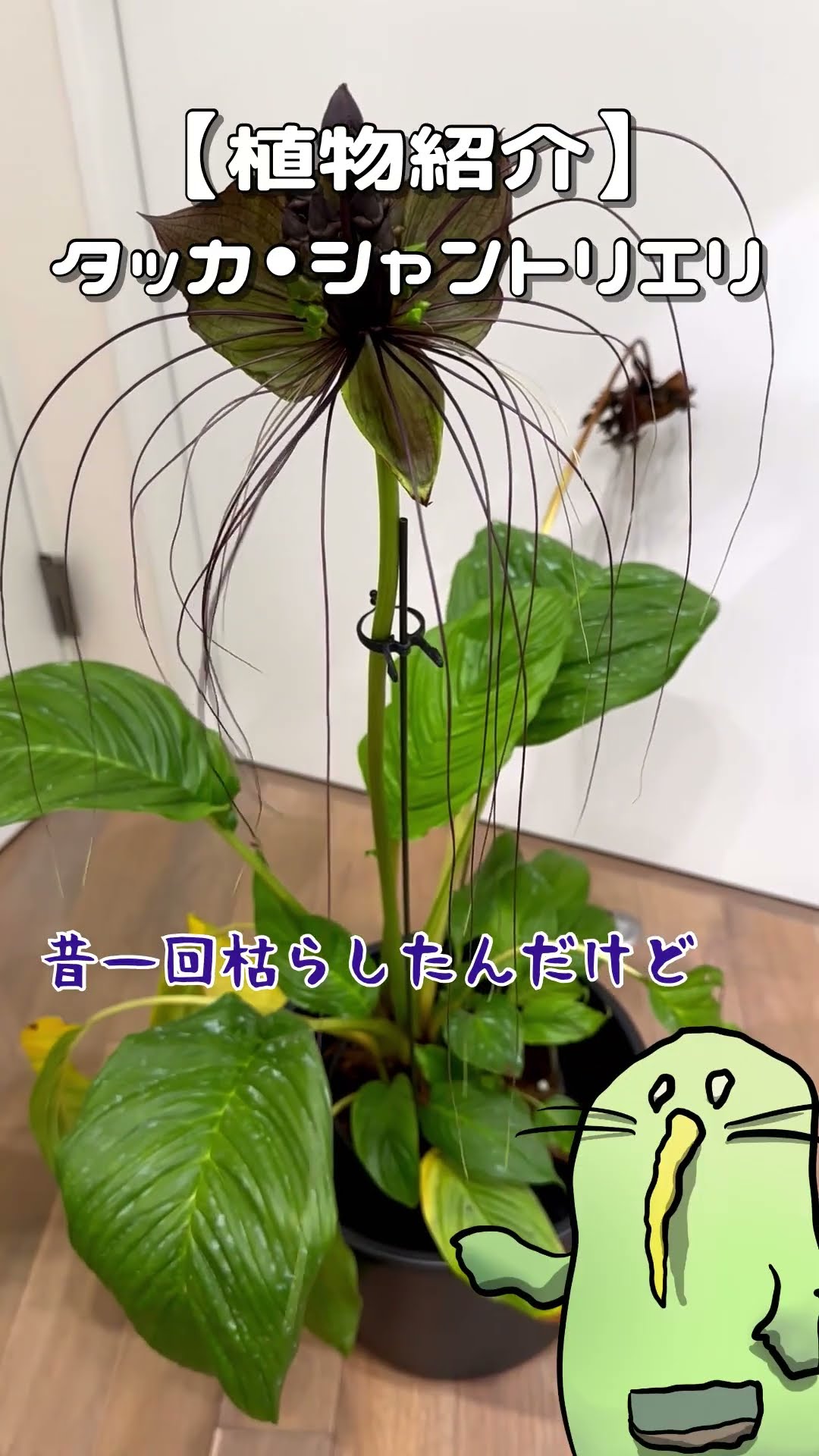 植物紹介】タッカシャントリエリ #shorts - YouTube