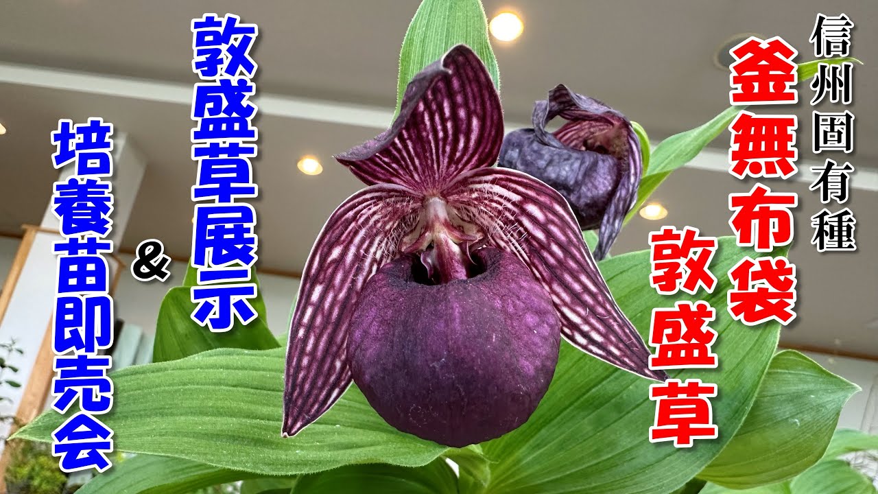 Rare species] You can buy and see the ultra-dark colored Lady's