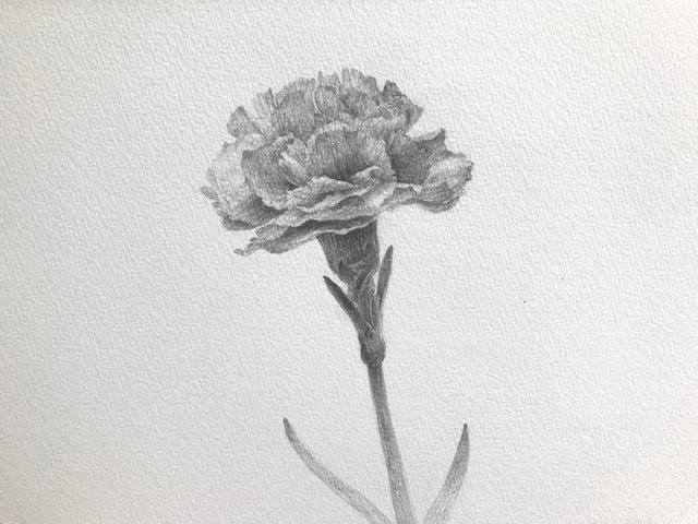 Beginner's Drawing Course - Drawing Flowers - Carnation 1/3
