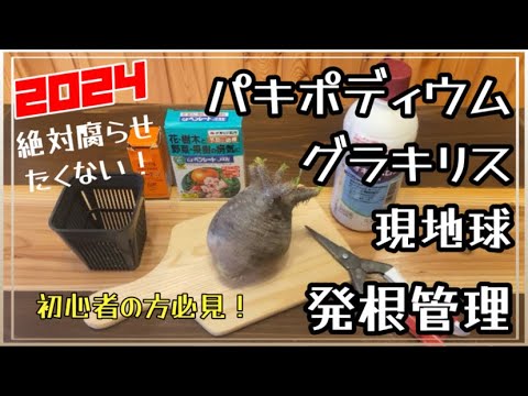 file63 絶対に腐らせたくない！【パキポディウムグラキリス】の発根