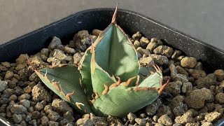 アガベ・チタノタ FO076/オテロイ(芽)004｜agave titanota FO-076